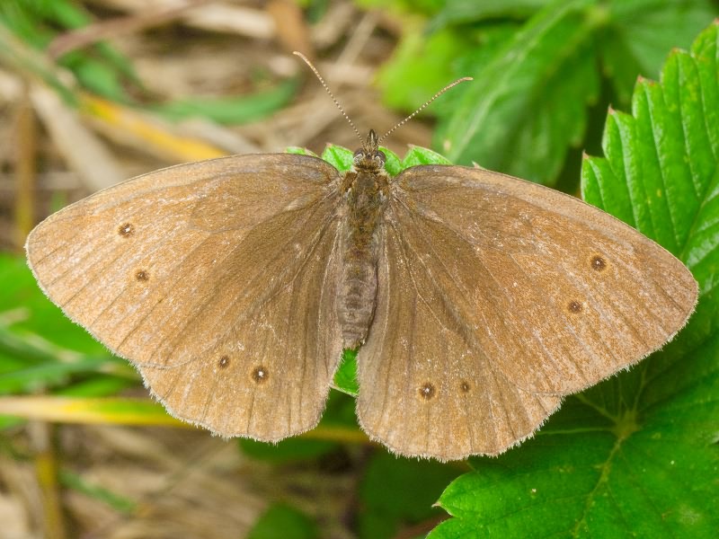 Aphantopus hyperantus (Linnaeus, 1758)